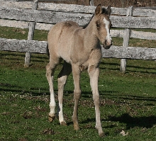 2007 HA buckskin filly