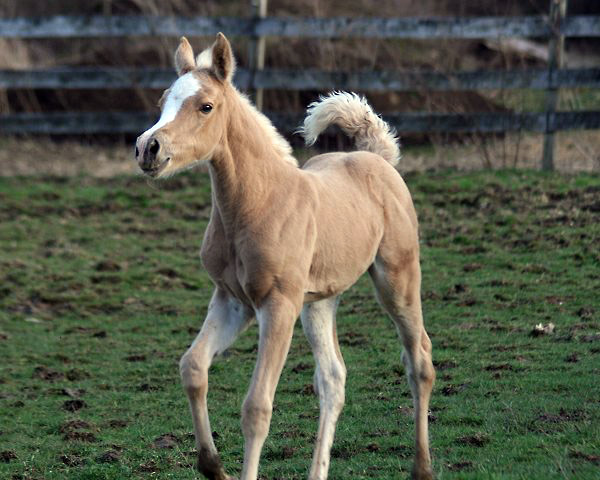 2007 HA palomino filly