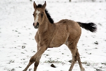 First snow