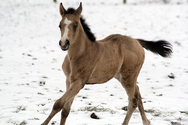 First snow