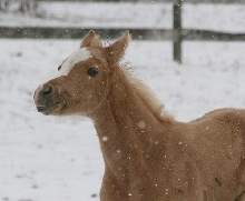 First snow