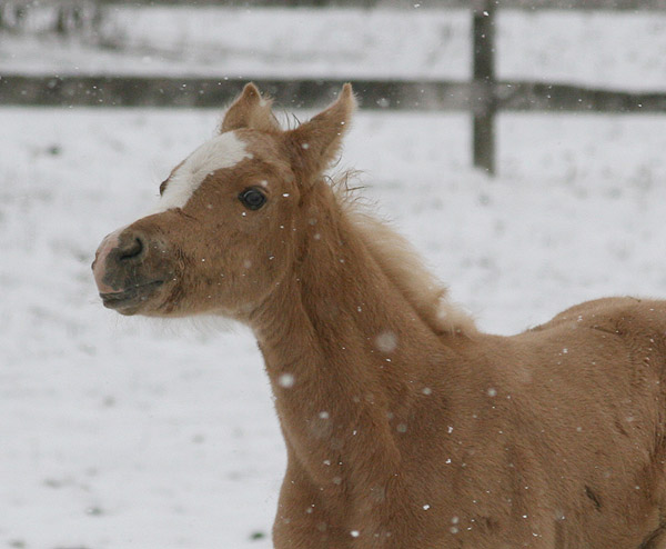 First snow