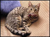Tarrie Cat