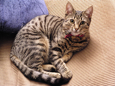 Tarrie Cat