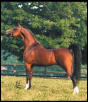 Fairview Klassique