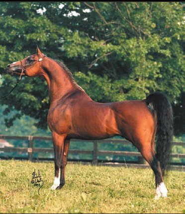 Fairview Klassique