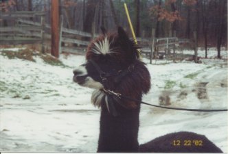 Ricardo