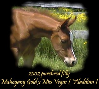 2002 filly