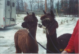 Forrester and Ricardo