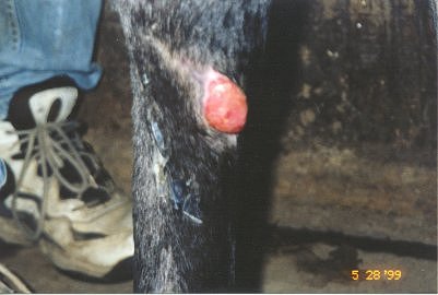 proud flesh1