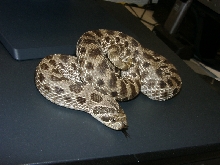 Hognose female 1