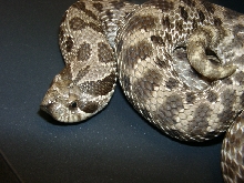 Hognose female on computer