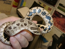 Holding hognose