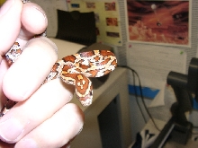 Cornsnake in hand