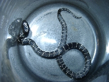 Mex black x cal king hybrid 1