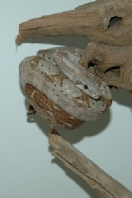 Hog Island Boa-Dave Butz on branch