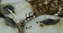 GBK HATCHLINGS2 PIPPING 07/24/06