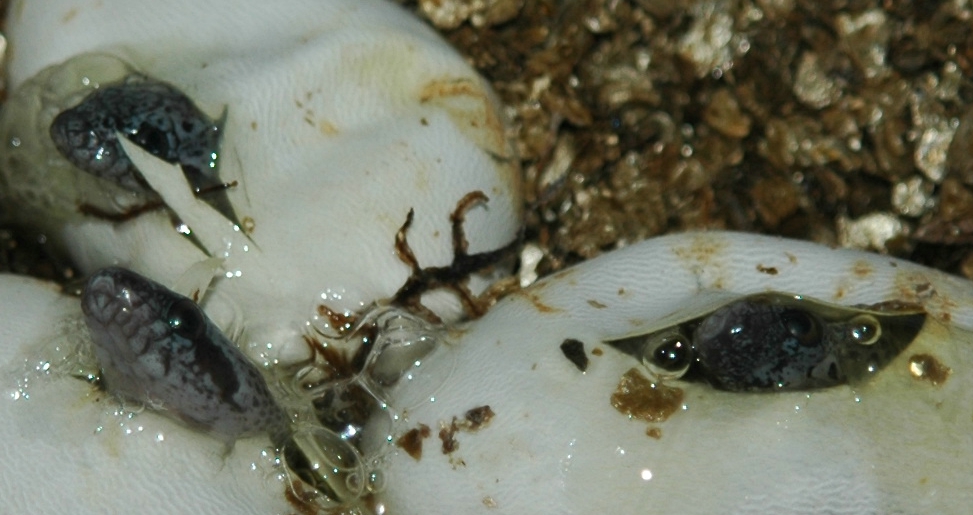 GBK HATCHLINGS2 PIPPING 07/24/06