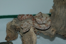 Hog Island Boa-Daytona on Stick