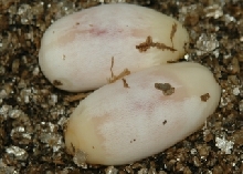TRANSLUCENT GBK EGGS