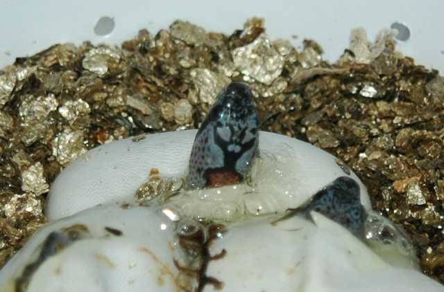 GBK HATCHLINGS3 PIPPING 07/24/06