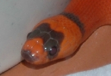 Hondo Possible Extreme Hypo!