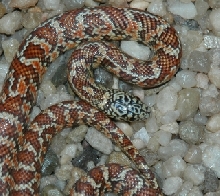FL King-Hypo-Athena-after shed-1/23/06