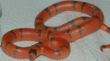 Honduran Possible Extreme Hypo.