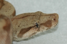 Hog Island Boa Closeup-Daytona