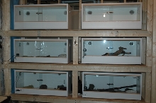 Snake Room Wall