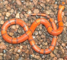Hypo Hondo- Venus-After Shed 1/23/06