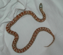 FL/Brooksi Female after shed