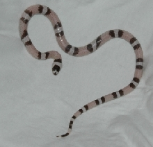 Hondo Ghost after shed