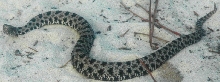 Pygmy Rattlesnake