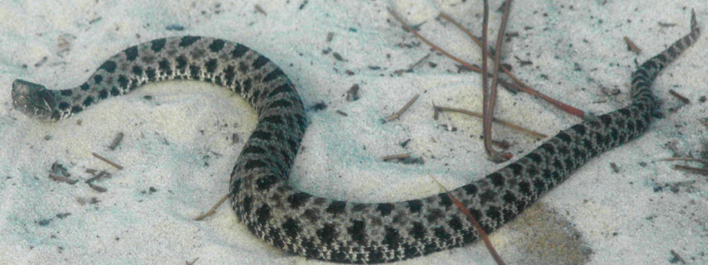 Pygmy Rattlesnake