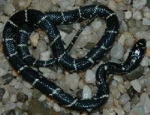 Eastern Kingsnake-Lennon