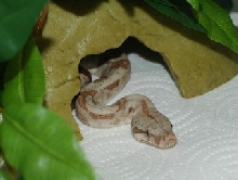 Hog Island Boa-Daytona In Hide