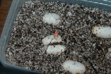 Hatching Cornsnakes