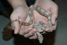 Hog Island Boa-Dave Butz