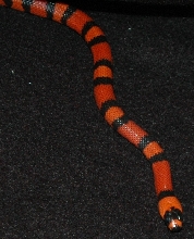 Tangerine Honduran Milksnake-Apollo