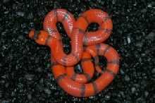 Hypo Honduran-Venus2