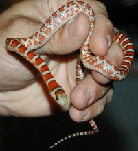 Chihuahua Mtn. Kingsnake-Wishbone