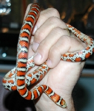 Chihuahua Mtn. Kingsnake-Jinx