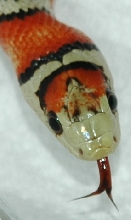 Chihuahua Mtn. Kingsnake-Jinx closeup