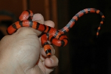Honduran Milksnake- Apollo