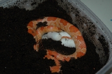 Snake and Eggs