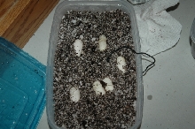 Rosie Cotton Corn Snake Eggs