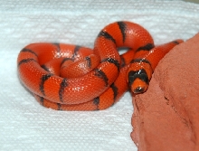 Hypo Honduran Female-Venus