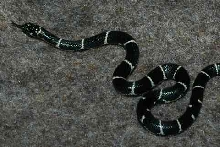 Female Greeneville, SC Locale