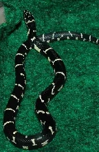 Male Greeneville, SC Locale
